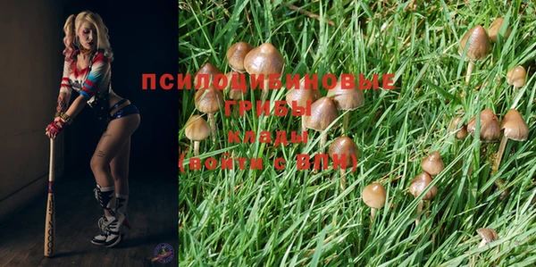 прущие грибы Алексин